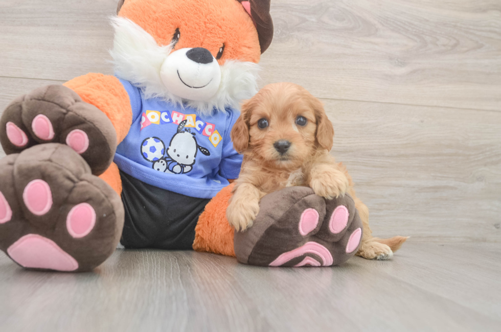 5 week old Cavapoo Puppy For Sale - Seaside Pups