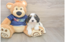 Cavapoo Puppy for Adoption