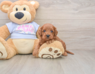 7 week old Cavapoo Puppy For Sale - Seaside Pups