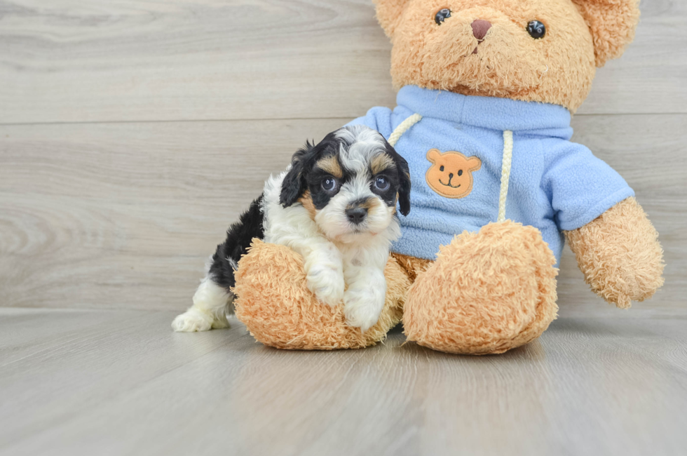 5 week old Cavapoo Puppy For Sale - Seaside Pups