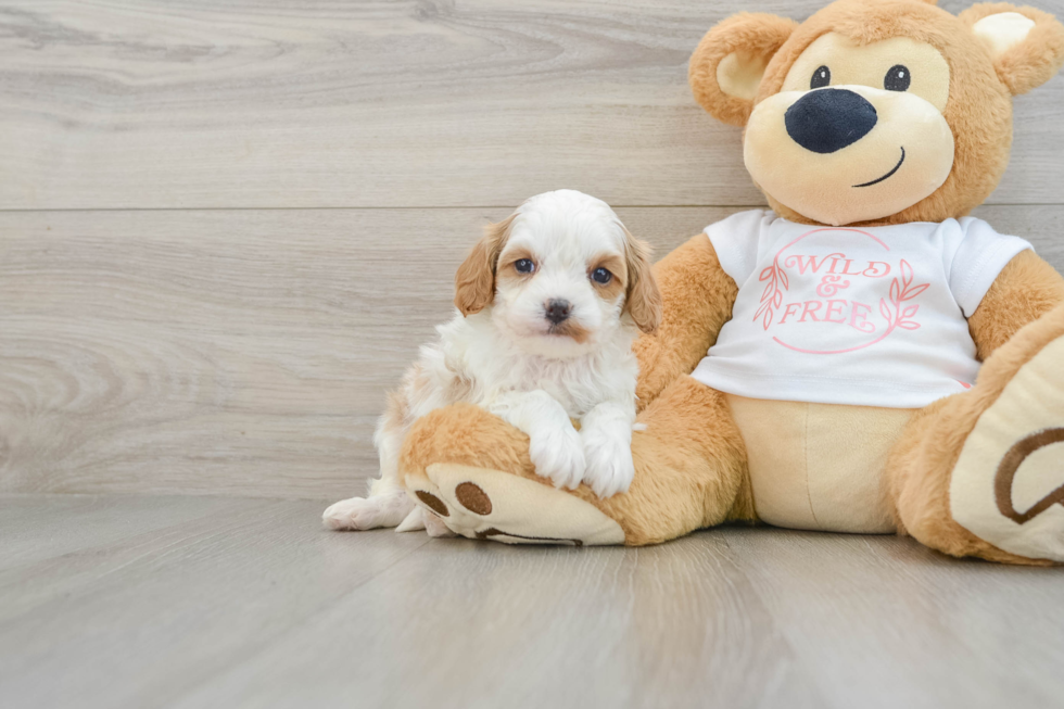 Small Cavapoo Baby