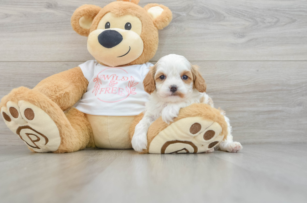 7 week old Cavapoo Puppy For Sale - Seaside Pups