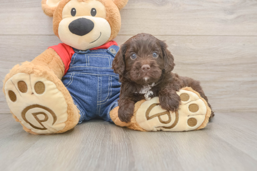 5 week old Cavapoo Puppy For Sale - Seaside Pups