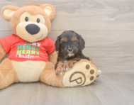 7 week old Cavapoo Puppy For Sale - Seaside Pups