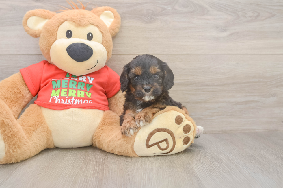 5 week old Cavapoo Puppy For Sale - Seaside Pups