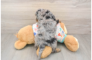 Cavapoo Puppy for Adoption