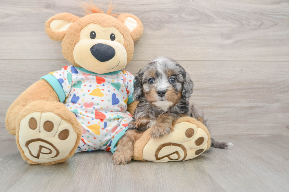 Energetic Cavoodle Poodle Mix Puppy