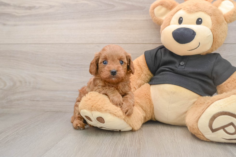 Cavapoo Puppy for Adoption