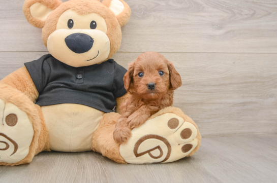 Cavapoo Puppy for Adoption