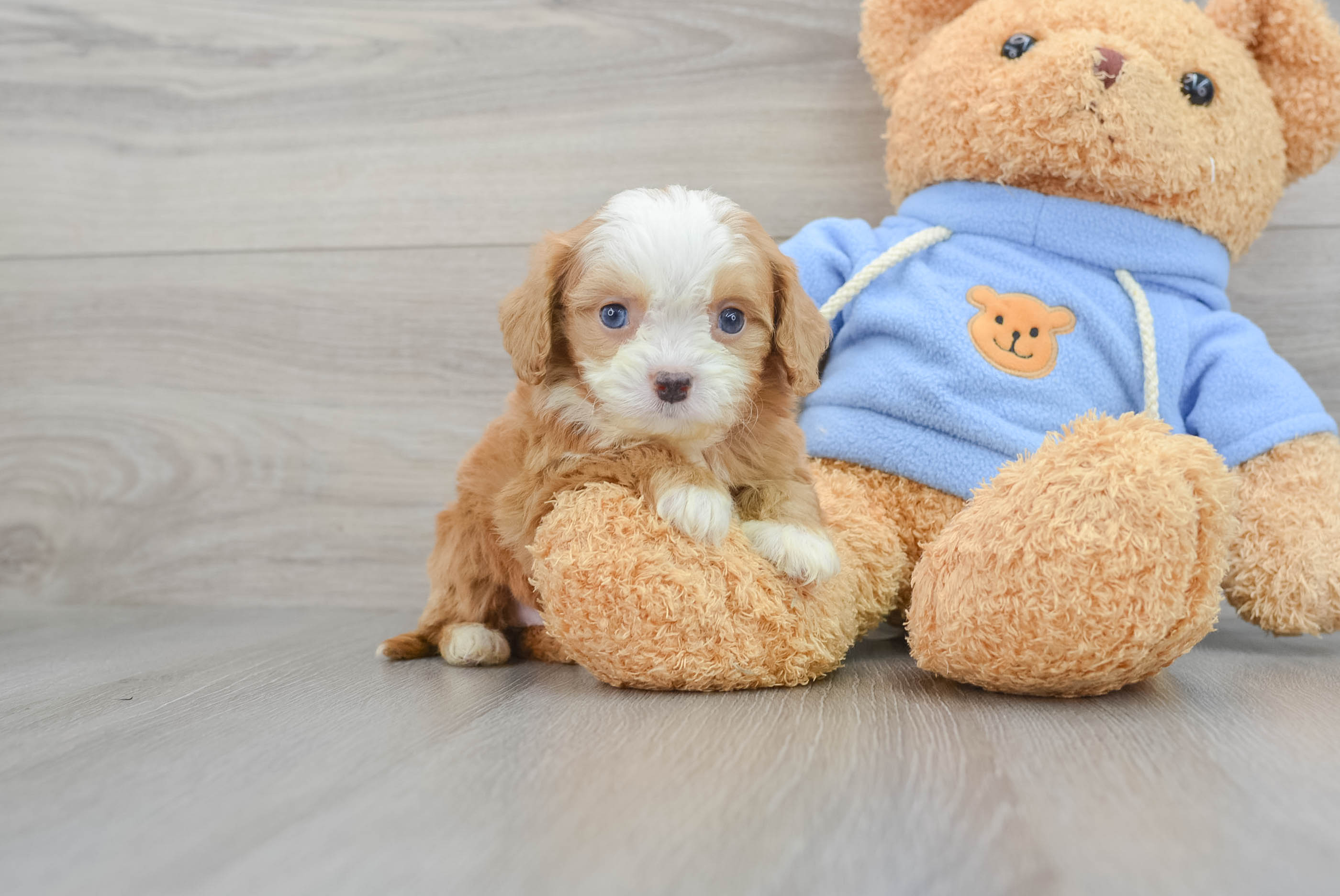 Teacup sales cavapoo puppy