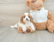 7 week old Cavapoo Puppy For Sale - Seaside Pups