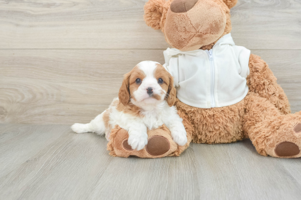 7 week old Cavapoo Puppy For Sale - Seaside Pups