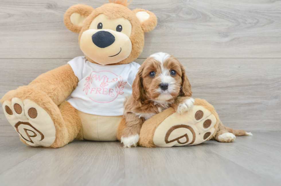 6 week old Cavapoo Puppy For Sale - Seaside Pups