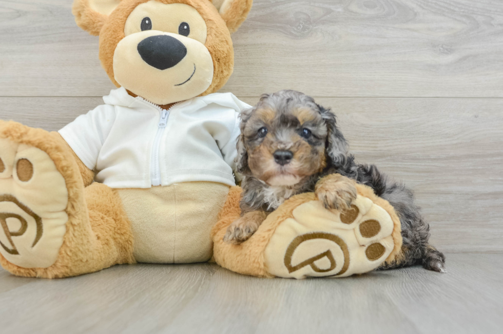 6 week old Cavapoo Puppy For Sale - Seaside Pups