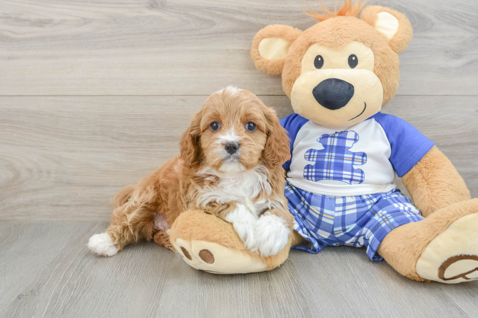 Friendly Cavapoo Baby