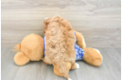 Best Cavapoo Baby