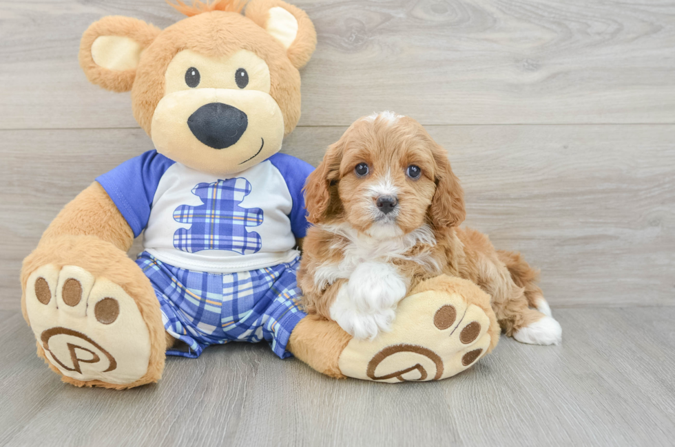 5 week old Cavapoo Puppy For Sale - Seaside Pups