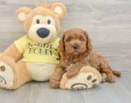 9 week old Cavapoo Puppy For Sale - Seaside Pups