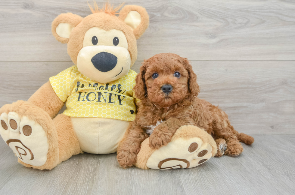 8 week old Cavapoo Puppy For Sale - Seaside Pups