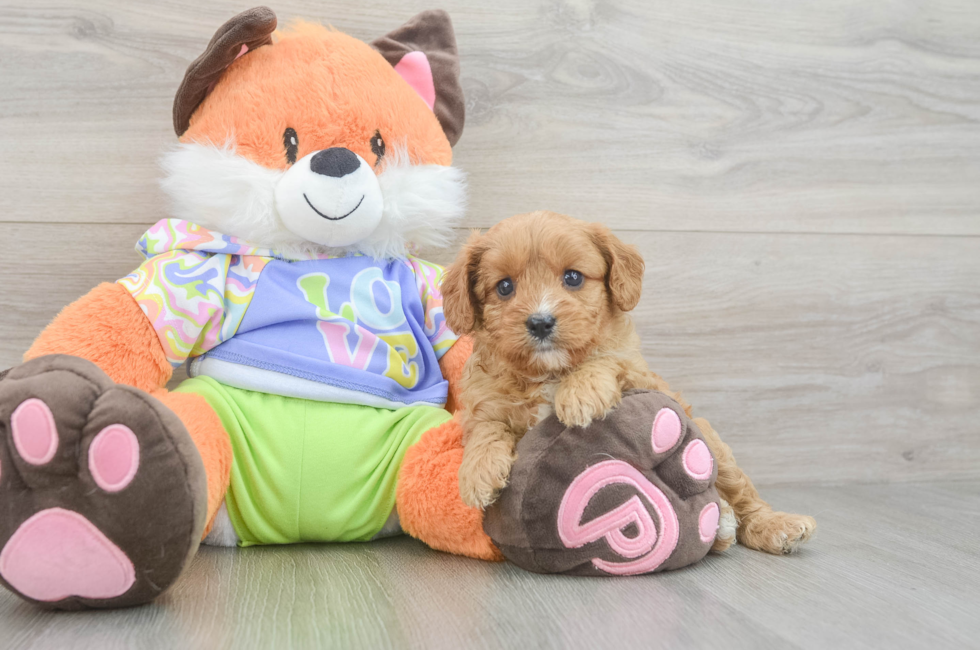 6 week old Cavapoo Puppy For Sale - Seaside Pups