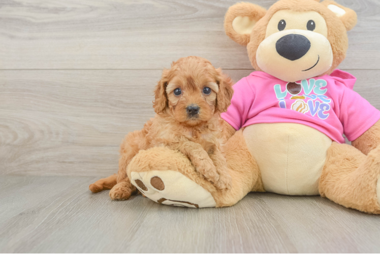 Cavapoo Pup Being Cute