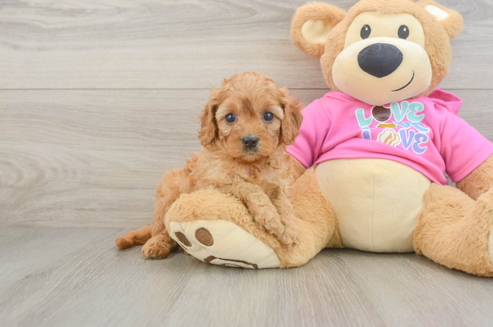 5 week old Cavapoo Puppy For Sale - Seaside Pups