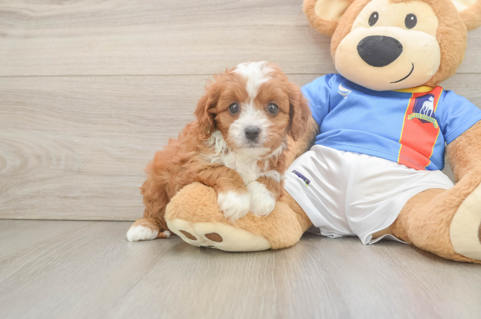 6 week old Cavapoo Puppy For Sale - Seaside Pups