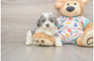 Playful Cavapoodle Poodle Mix Puppy