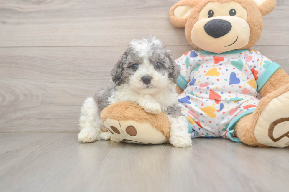 Playful Cavapoodle Poodle Mix Puppy