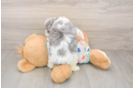 Small Cavapoo Baby
