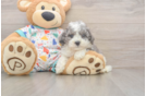 Best Cavapoo Baby