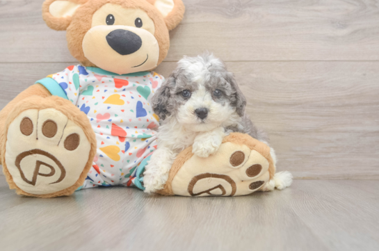 Best Cavapoo Baby