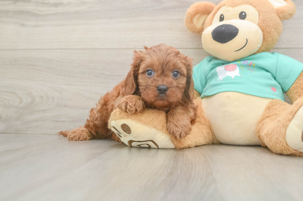 5 week old Cavapoo Puppy For Sale - Seaside Pups
