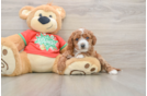 Cavapoo Puppy for Adoption