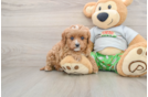Little Cavipoo Poodle Mix Puppy