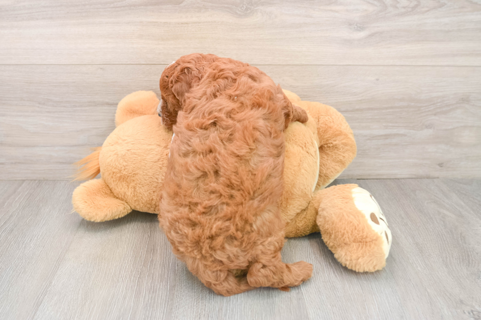 Fluffy Cavapoo Poodle Mix Pup