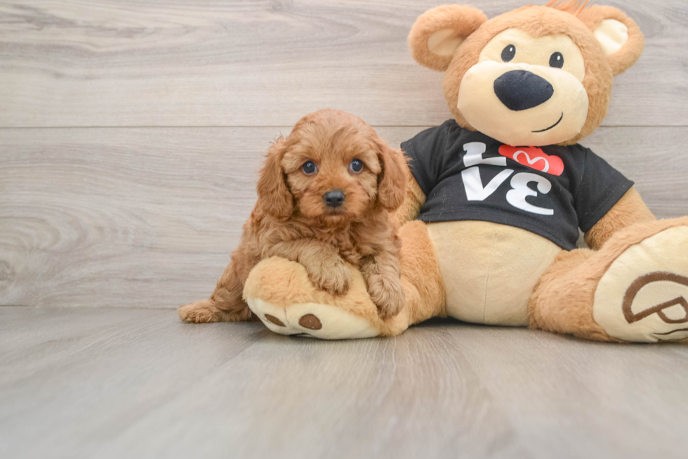 Cavapoo Pup Being Cute