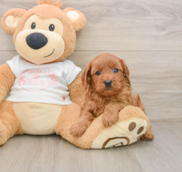 6 week old Cavapoo Puppy For Sale - Seaside Pups
