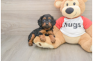 Cavapoo Puppy for Adoption