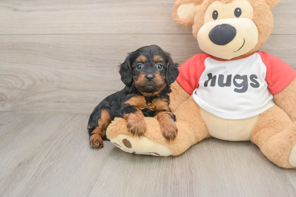 Cavapoo Puppy for Adoption
