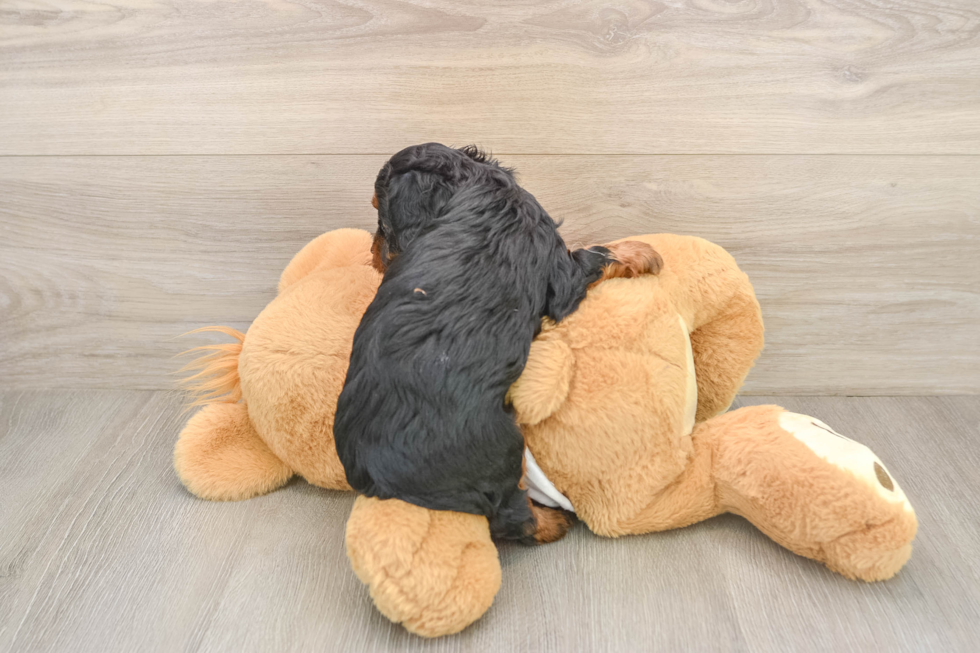 Smart Cavapoo Poodle Mix Pup