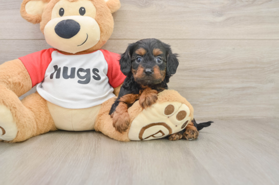 Cavapoo Pup Being Cute