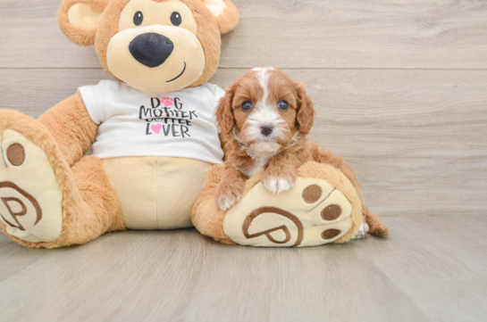 Petite Cavapoo Poodle Mix Pup