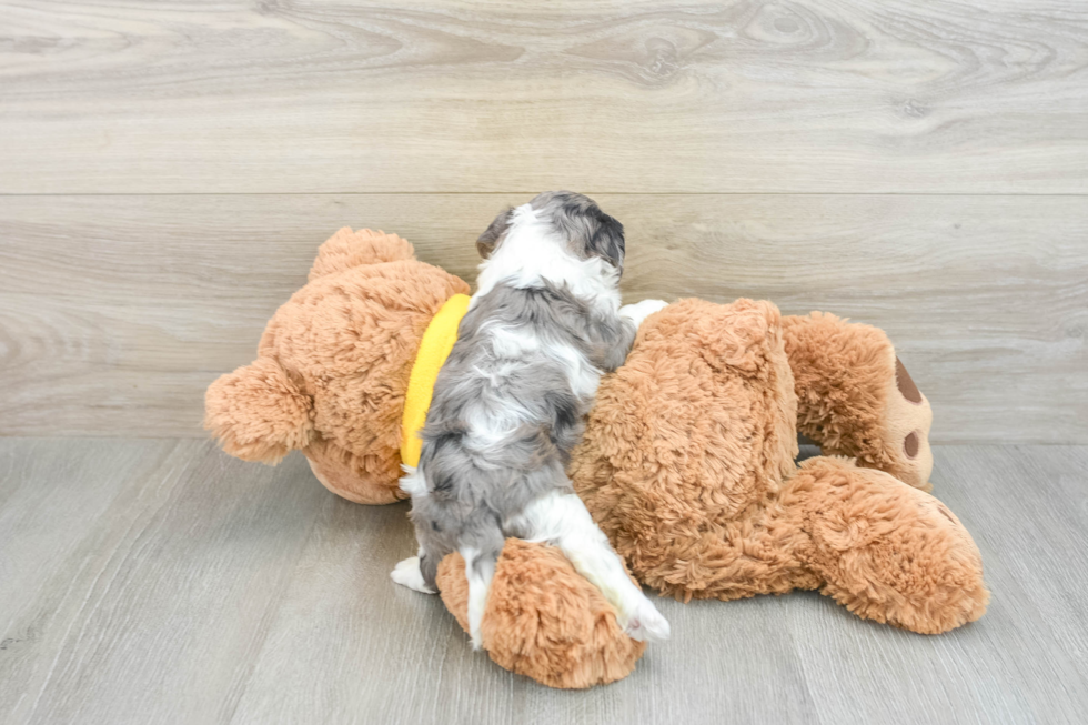 Cavapoo Pup Being Cute