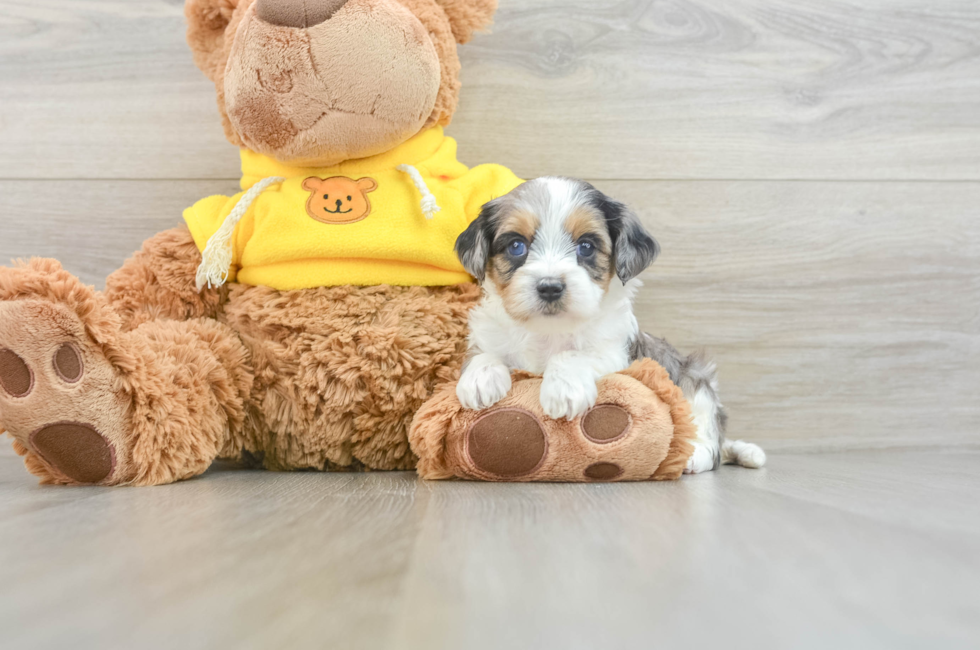 8 week old Cavapoo Puppy For Sale - Seaside Pups