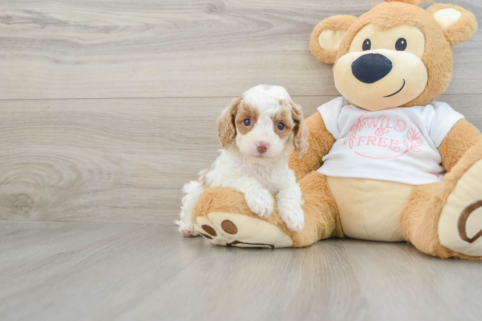 Cavapoo Pup Being Cute