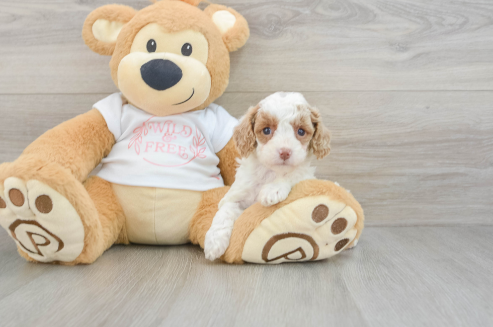 6 week old Cavapoo Puppy For Sale - Seaside Pups