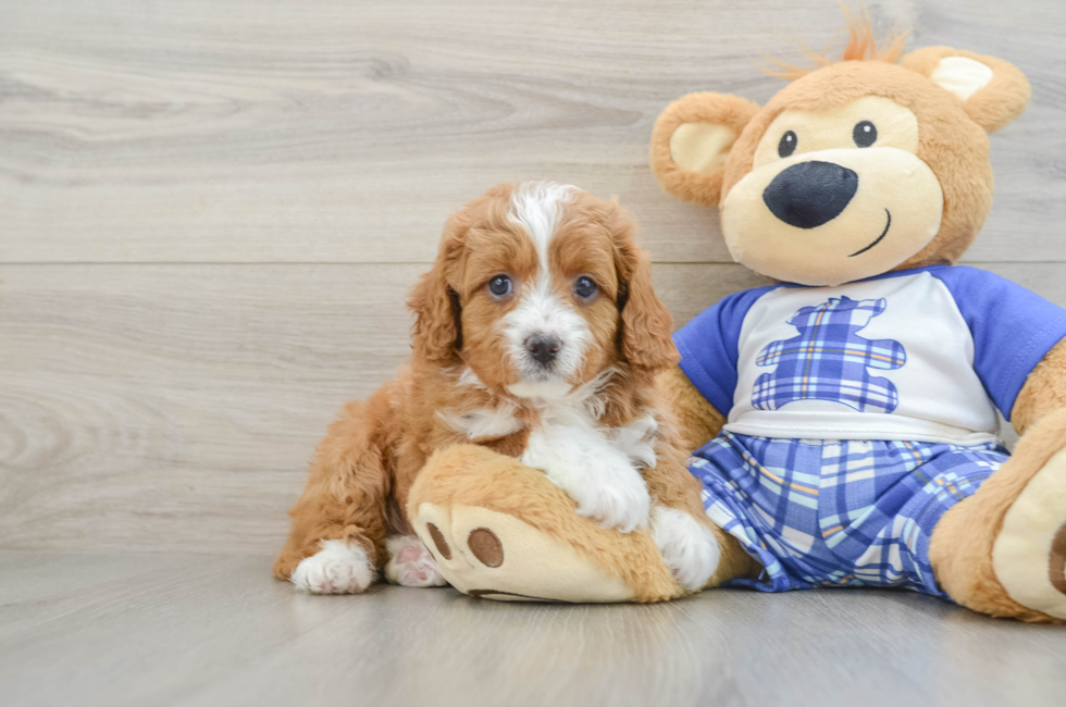 5 week old Cavapoo Puppy For Sale - Seaside Pups
