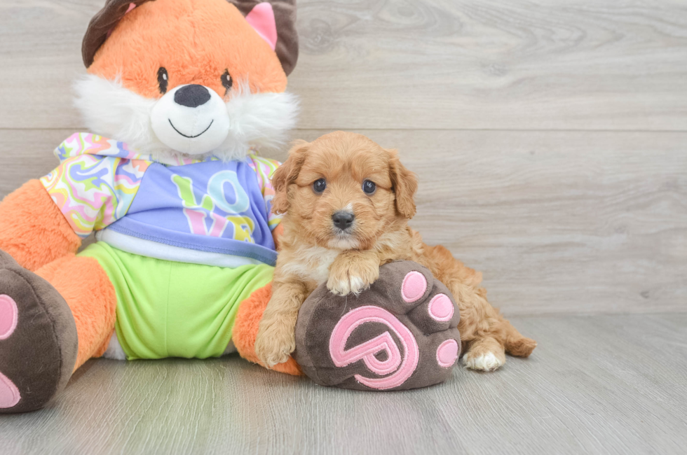 6 week old Cavapoo Puppy For Sale - Seaside Pups