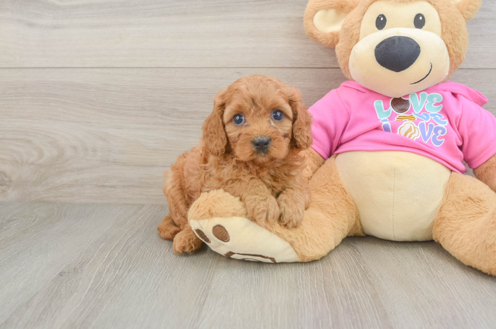 5 week old Cavapoo Puppy For Sale - Seaside Pups
